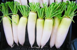 casalecalifornia-com-ravanello-bianco-daikon-002